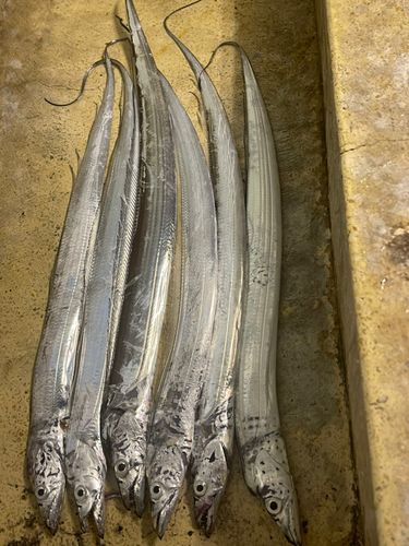 タチウオの釣果