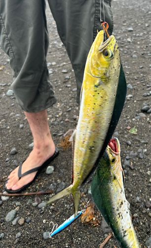 シイラの釣果