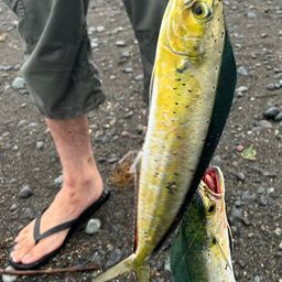 シイラ