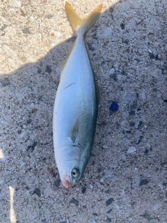 ツバスの釣果