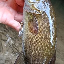 スモールマウスバス