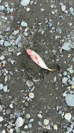 ワカシの釣果
