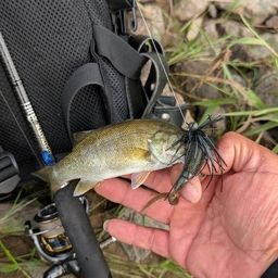 スモールマウスバス