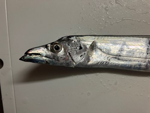 タチウオの釣果