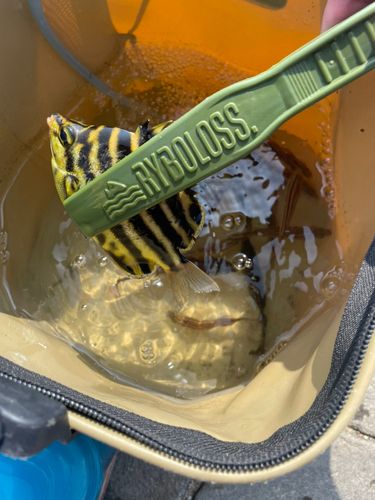 カゴカキダイの釣果