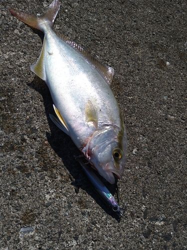 モジャコの釣果