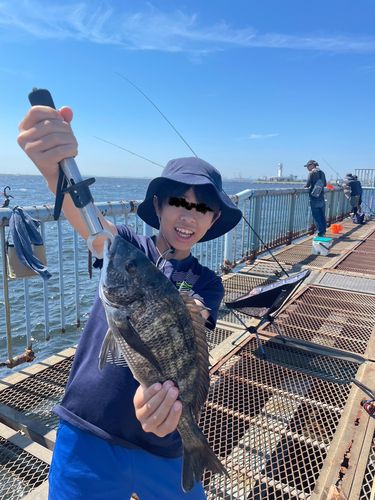 クロダイの釣果