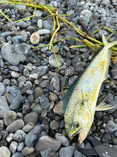 シイラの釣果