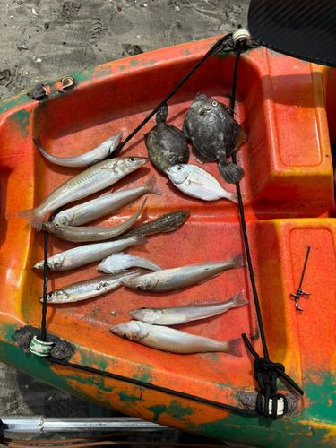 シロギスの釣果