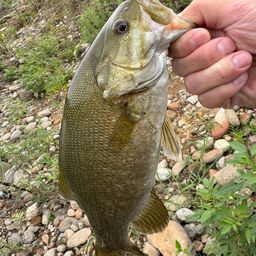 スモールマウスバス