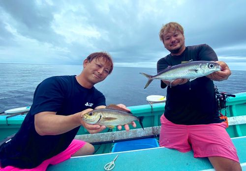 イサキの釣果