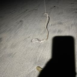 ダイナンウミヘビ
