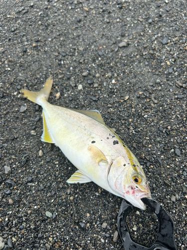 ショゴの釣果