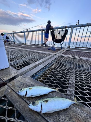 サバの釣果
