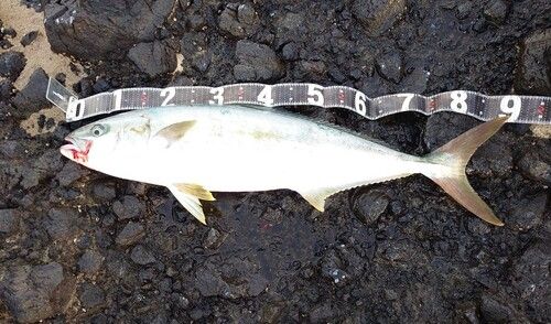 ヒラマサの釣果