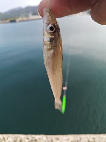 キスの釣果