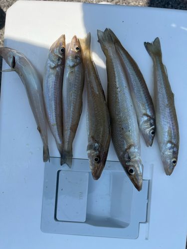 キスの釣果