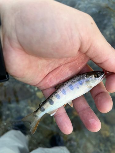 ヤマメの釣果
