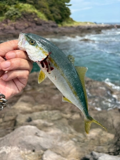 ワカシの釣果
