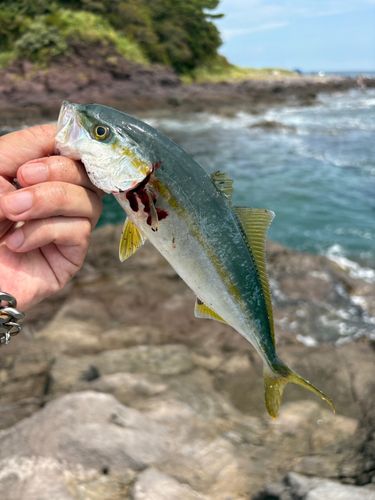 ワカシの釣果