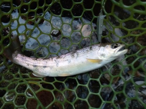 ヤマメの釣果