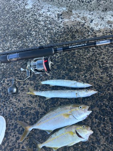カマスの釣果