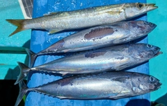 アカカマスの釣果