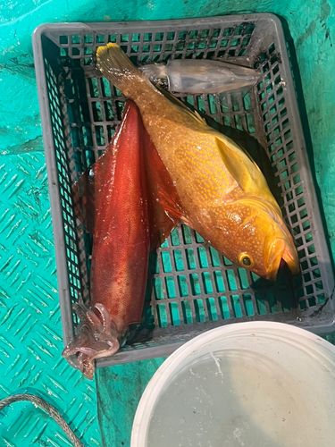 ケンサキイカの釣果