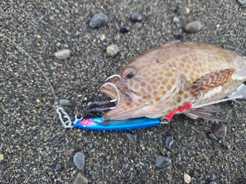 オオモンハタの釣果