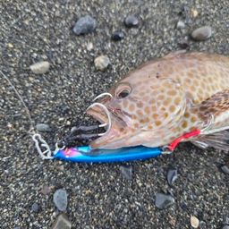 オオモンハタ