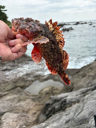 オニカサゴの釣果