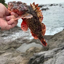 オニカサゴ