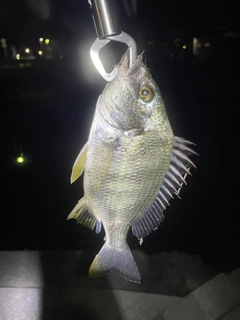 キビレの釣果