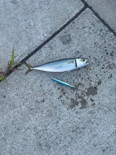 サバの釣果