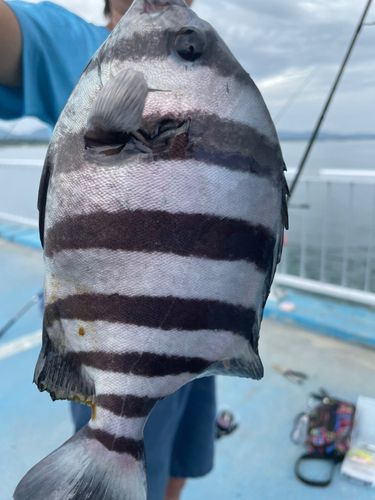 イシダイの釣果