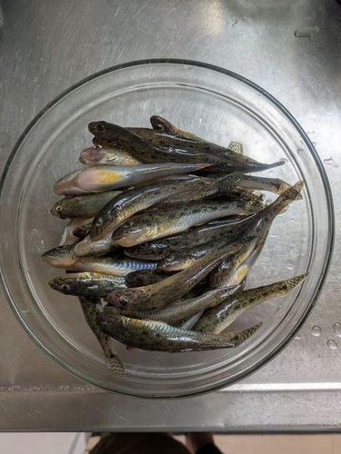 ハゼの釣果
