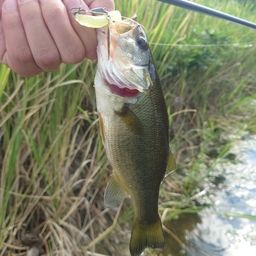 ラージマウスバス