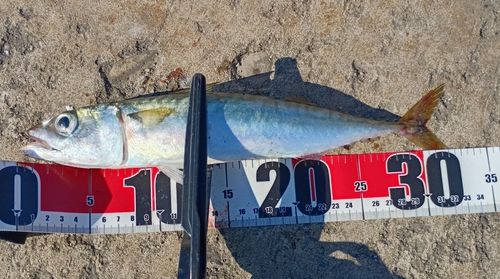 サバの釣果