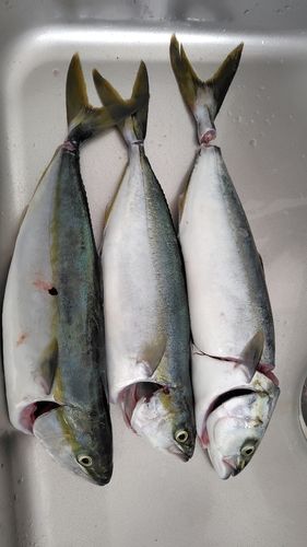 イナダの釣果