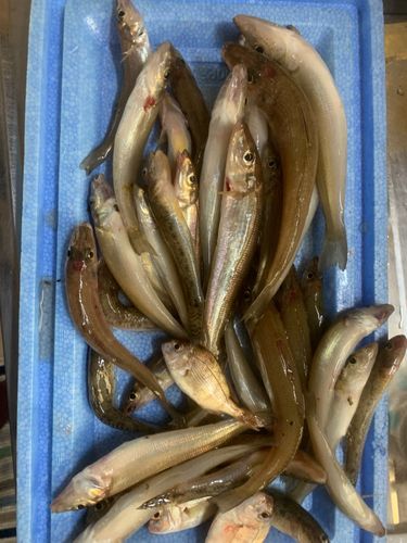 キスの釣果