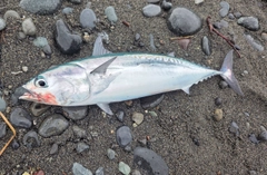 マルソウダの釣果