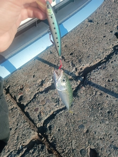 サバの釣果