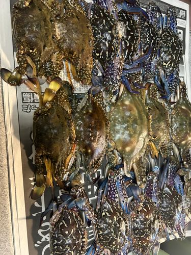 ワタリガニの釣果