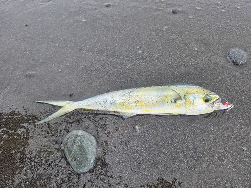 シイラの釣果