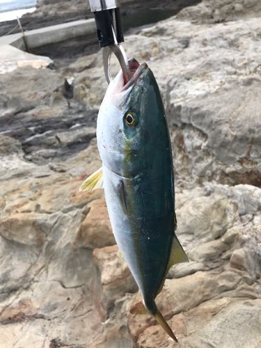 イナダの釣果