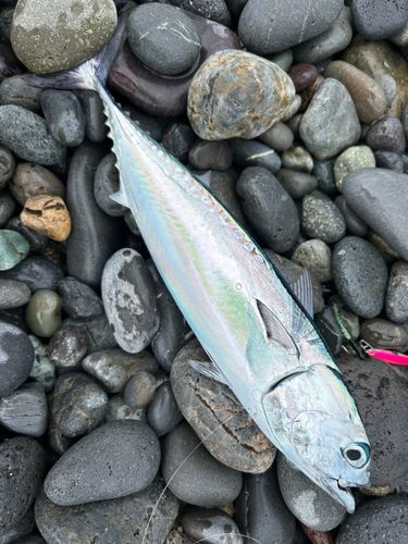 ソウダガツオの釣果