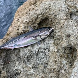 ソウダガツオ