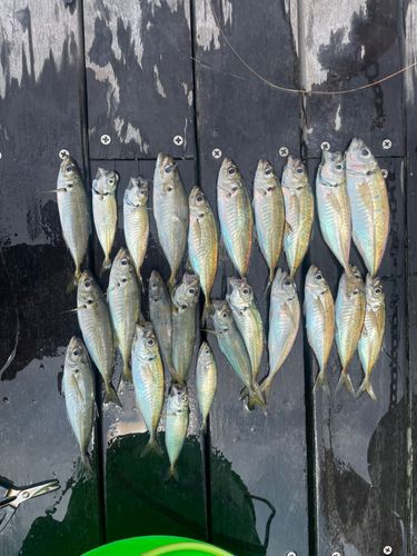 アジの釣果