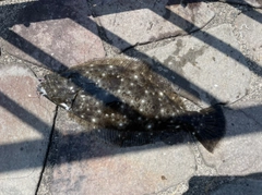 ヒラメの釣果