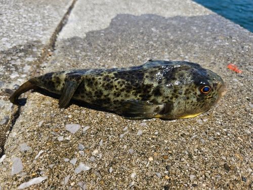 フグの釣果